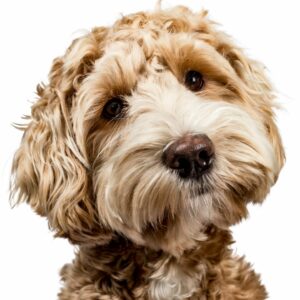 Leaving plans for a pet in a will should be vital to any pet parent.
