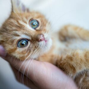 Caring for a pet after one's own passing is as easy as including them in their will.